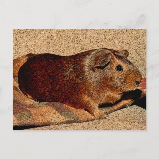 Carte Postale Corner Look Guinée Pig (Devant)