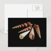 Carte Postale Cornes marines (Devant / Derrière)