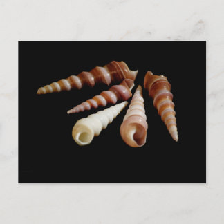 Carte Postale Cornes marines