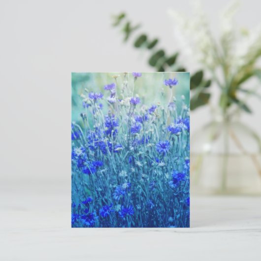 Carte Postale Cornfleurs (Debout devant)