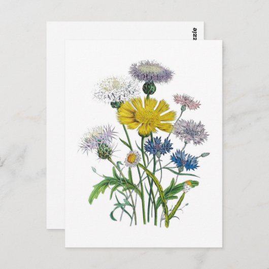 Carte Postale Cornfleurs (Devant / Derrière)
