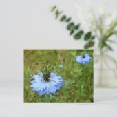Carte postale Cornflower (Debout devant)