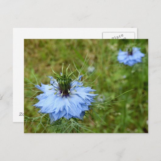 Carte postale Cornflower (Devant / Derrière)