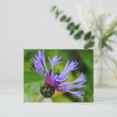 Carte postale Cornflower (Debout devant)