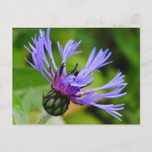 Carte postale Cornflower (Devant)