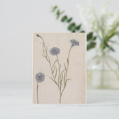 Carte Postale Cornflower de Jacques de Morgues (Debout devant)