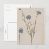 Carte Postale Cornflower de Jacques de Morgues (Devant / Derrière)