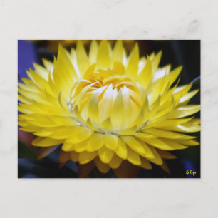 Carte Postale Cornflower jaune