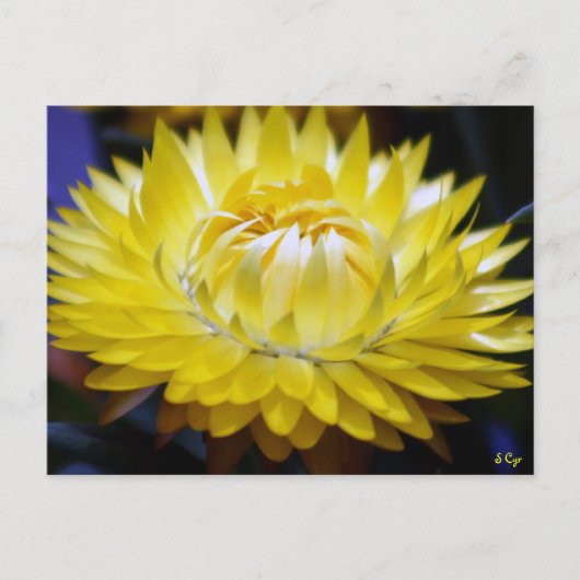 Carte Postale Cornflower jaune (Devant)