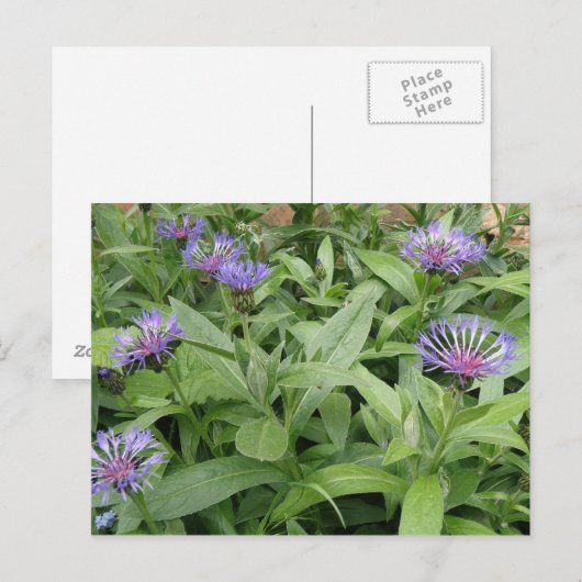 Carte postale Cornflowers (Devant / Derrière)