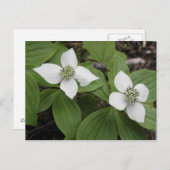 Carte Postale Cornouiller du Canada (Devant / Derrière)