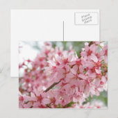 Carte Postale Cornouillers roses (Devant / Derrière)