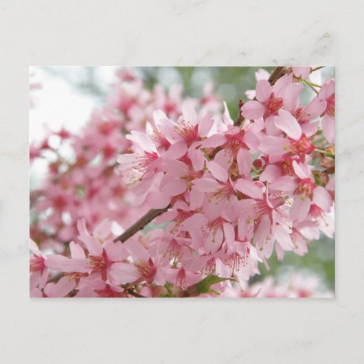 Carte Postale Cornouillers roses (Devant)