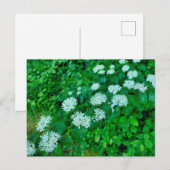 Carte Postale Cornus sanguinea (Devant / Derrière)