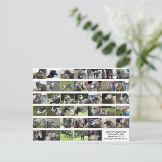 Carte Postale Cornwall Greyhounds - sept 2018 (Debout devant)