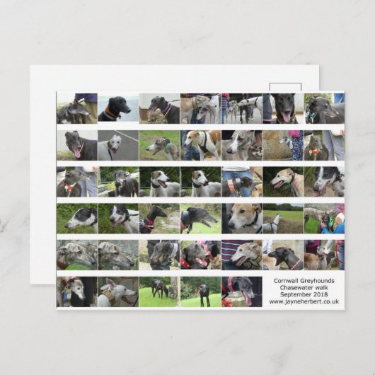 Carte Postale Cornwall Greyhounds - sept 2018 (Devant / Derrière)