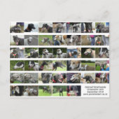 Carte Postale Cornwall Greyhounds - sept 2018 (Devant)