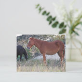 Carte Postale Corolla Chevaux sauvages (Debout devant)