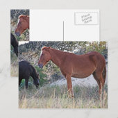 Carte Postale Corolla Chevaux sauvages (Devant / Derrière)