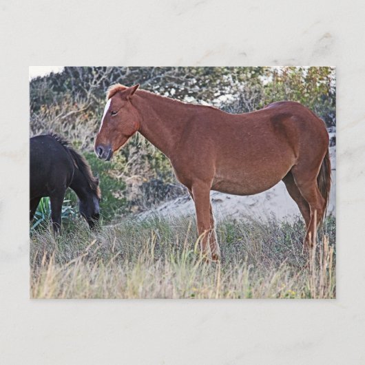 Carte Postale Corolla Chevaux sauvages (Devant)
