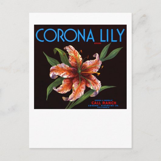 Carte Postale Corona Lily (Devant)