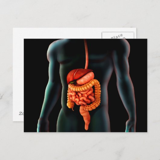 Carte Postale Corps Humain Et Système Digestif (Devant / Derrière)