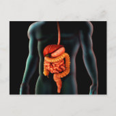 Carte Postale Corps Humain Et Système Digestif (Devant)