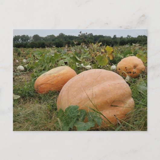 Carte Postale Correctif citrouille (Devant)