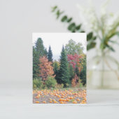 Carte Postale Correctif citrouille (Debout devant)
