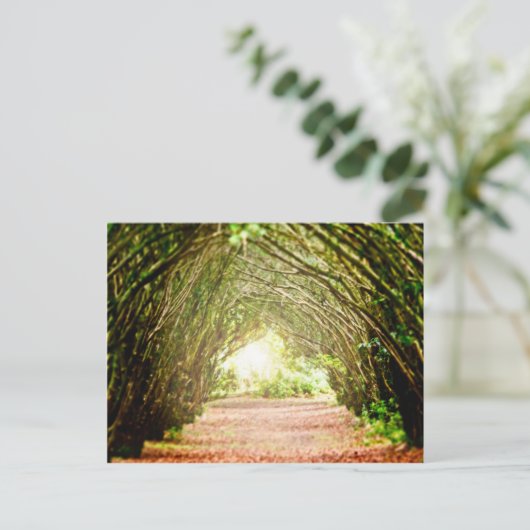 Carte Postale Corridor de l'arbre (Debout devant)