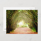 Carte Postale Corridor de l'arbre (Devant / Derrière)