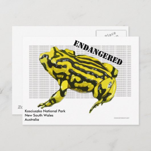 Carte Postale Corroboree Frog Parc national Kosciuszko (Devant / Derrière)