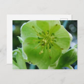 Carte postale Corse Hellebore Flower (Devant / Derrière)