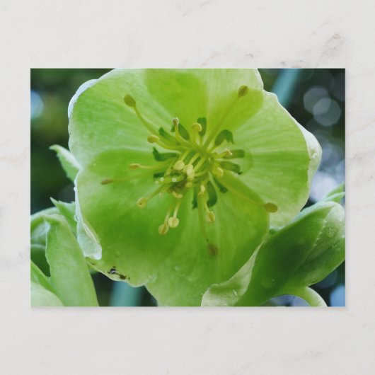 Carte postale Corse Hellebore Flower (Devant)
