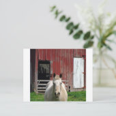 Carte Postale corsew-barn (Debout devant)