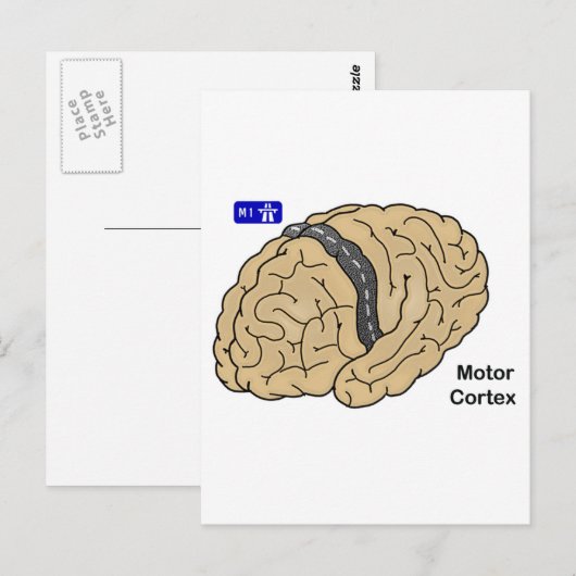 Carte Postale Cortex moteur (Devant / Derrière)