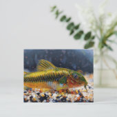 Carte Postale Corydoras poisson chat laser vert (Debout devant)