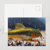 Carte Postale Corydoras poisson chat laser vert (Devant / Derrière)