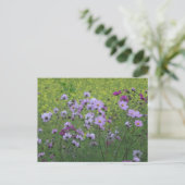 Carte Postale Cosmea Fleurs sauvages et colza Champ do-it-yourse (Debout devant)