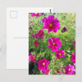 carte postale cosmos (Devant / Derrière)