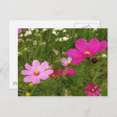 Carte Postale Cosmos (Devant / Derrière)