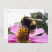 Carte Postale Cosmos bipinnatus (Devant / Derrière)