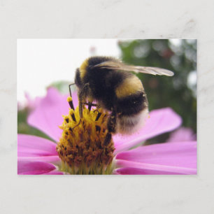 Carte Postale Cosmos bipinnatus