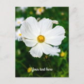 Carte postale Cosmos blanc (Devant)