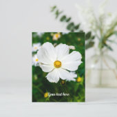 Carte postale Cosmos blanc (Debout devant)