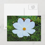 Carte Postale Cosmos blancs (Devant / Derrière)