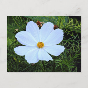 Carte Postale Cosmos blancs