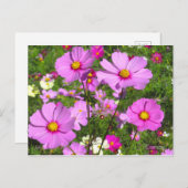 Carte Postale Cosmos [Carte postale] (Devant / Derrière)