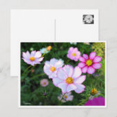 Carte Postale Cosmos [Carte postale] (Devant / Derrière)