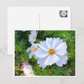 Carte Postale Cosmos [Carte postale] (Devant / Derrière)